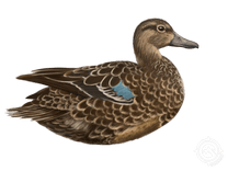 Blue-winged Teal