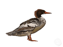 Common Merganser