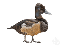Ring-necked Duck