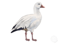 Snow Goose (both white and blue phases)