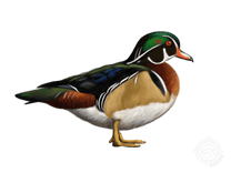 Wood Duck